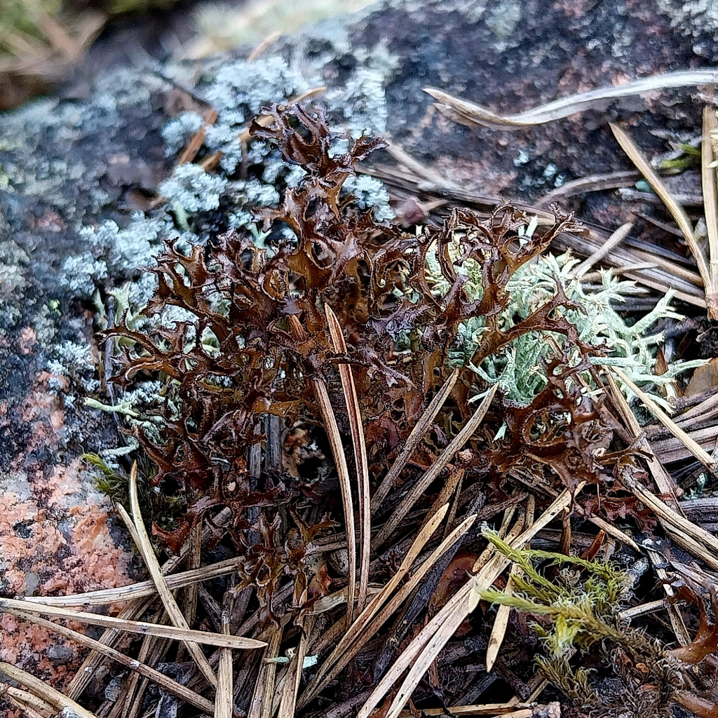 Iceland Lichen