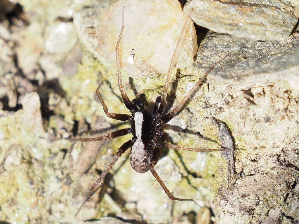 Pardosa alacris