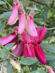 Lathyrus splendens