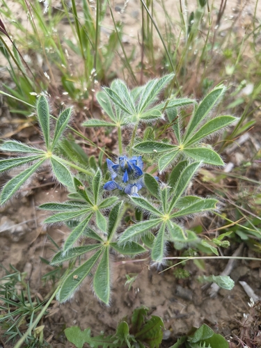 Lupinus gussoneanus, photograph 5