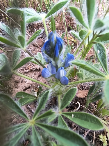 Lupinus gussoneanus, photograph 6