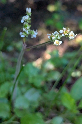 Micranthes integrifolia, photograph 4
