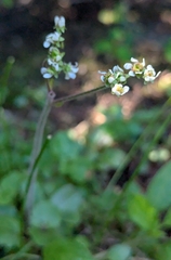 Micranthes integrifolia, photograph author not stated, no rights reserved