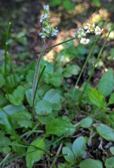 Micranthes integrifolia, photograph author not stated, no rights reserved