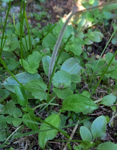 Micranthes integrifolia, photograph 6