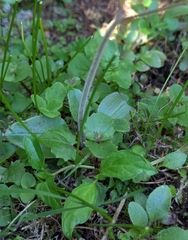 Micranthes integrifolia, photograph author not stated, no rights reserved