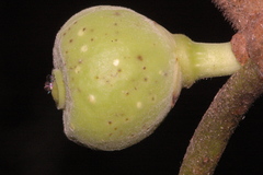 Ficus crocata
