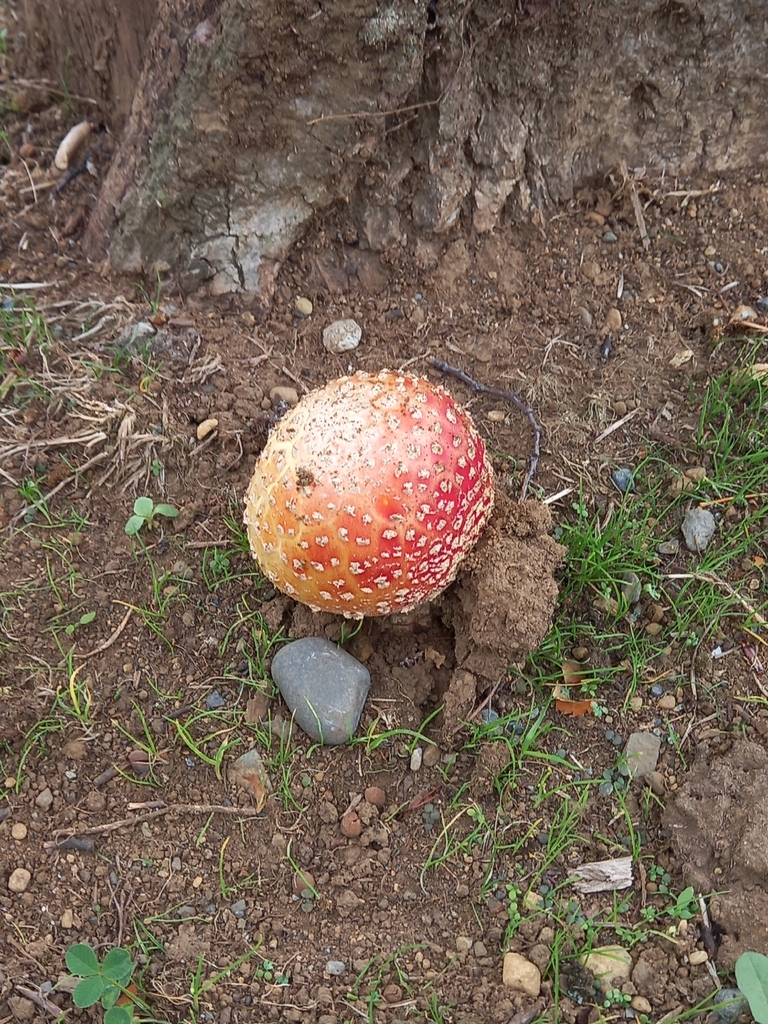 Amanita muscaria · April 2026 · photo: © amoxiconclav (iNaturalist, cc-by)