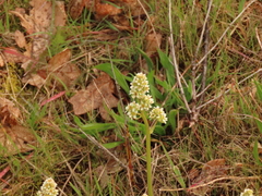 Ranunculus occidentalis occidentalis