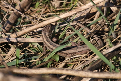 Lacerta agilis argus