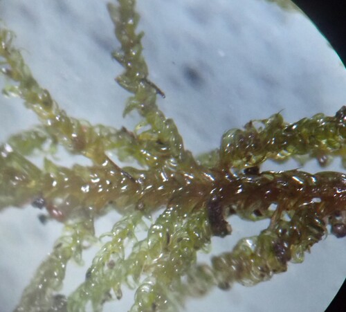 Palustriella falcata observed 2026-05-03