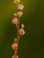 Triglochin palustris