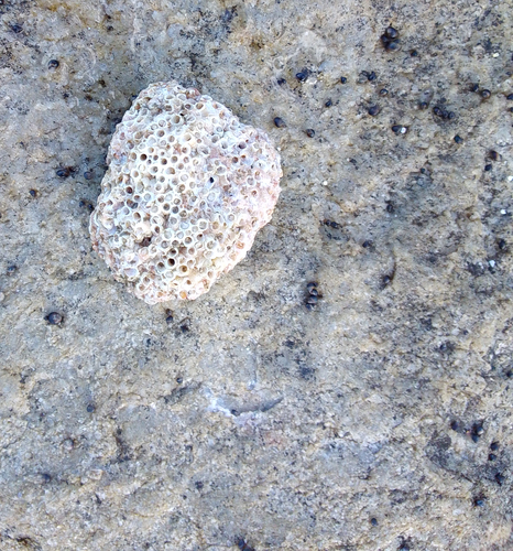 Spirobranchus kraussii observed 2026-04-27