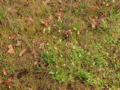 Ranunculus occidentalis occidentalis