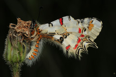 Zerynthia deyrollei