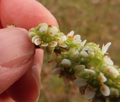 Ranunculus occidentalis occidentalis