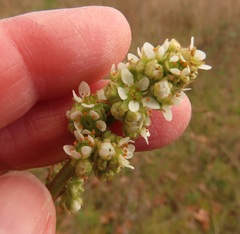 Ranunculus occidentalis occidentalis
