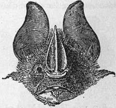 Lesser Spear-Nosed Bat photo 3