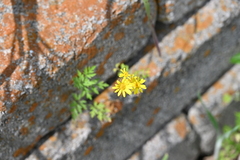 Packera tampicana, photograph author not stated, no rights reserved