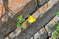 Packera tampicana, photograph author not stated, no rights reserved