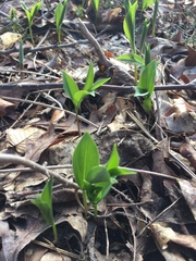Convallaria