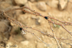 Chrysomya marginalis