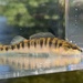 Westfall's Darter - Photo (c) Noah Frade, some rights reserved (CC BY-NC-ND), uploaded by Noah Frade