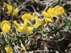 Cytisus decumbens, photograph (c) arthur_haendler, some rights reserved (CC BY)