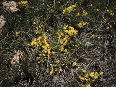 Cytisus decumbens, photograph (c) arthur_haendler, some rights reserved (CC BY)