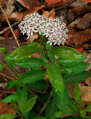 Asclepias texana