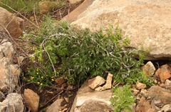 Rubus ludwigii