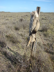 Lycalopex