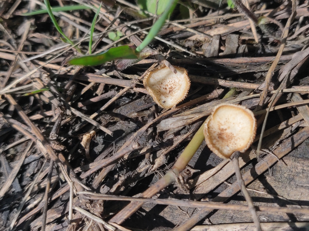 Lentinus arcularius · May 2026 · photo: © sonoresmore (iNaturalist, cc0)