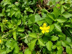 Potentilla indica