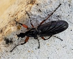 Bibio xanthopus