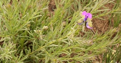 Polygala gracilenta