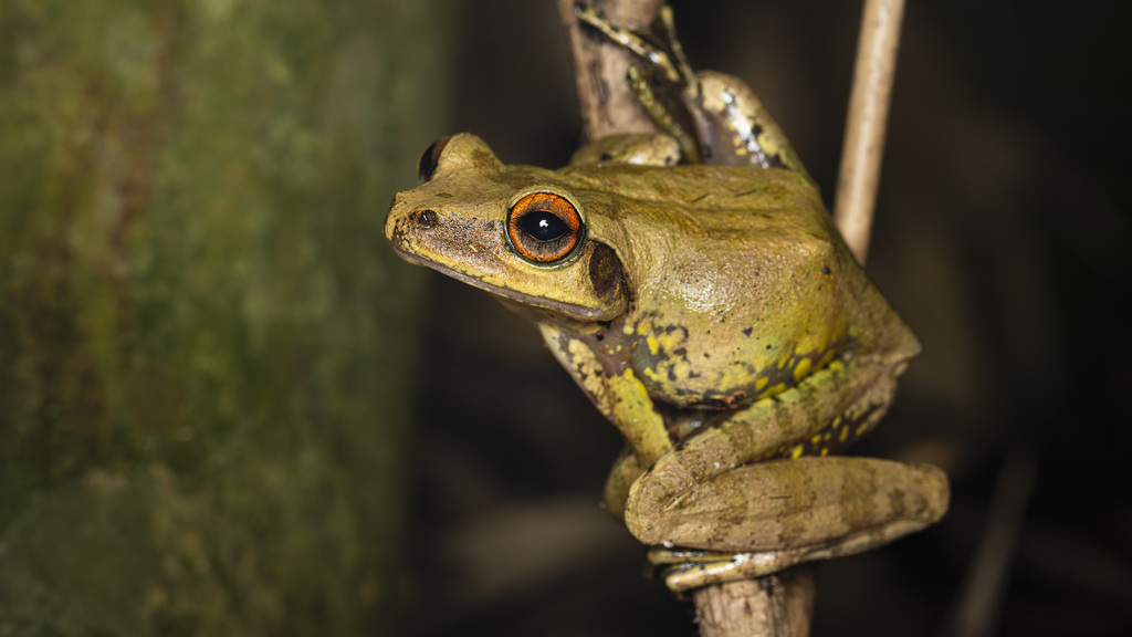 Boophis nauticus