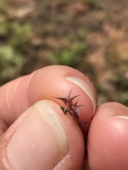 Chorizanthe polygonoides longispina