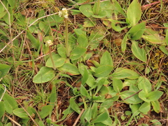 Ranunculus occidentalis occidentalis