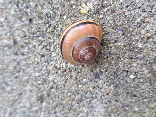 Cepaea nemoralis