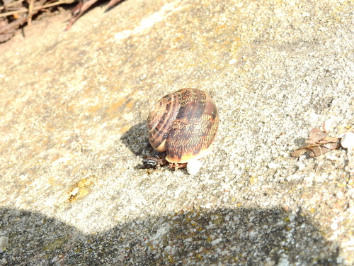 Eobania vermiculata