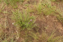 Polygala gracilenta