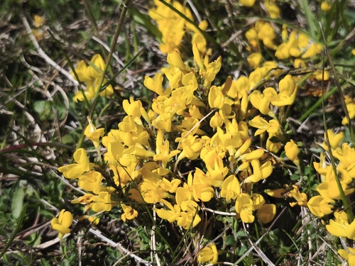 Cytisus decumbens, photograph 4
