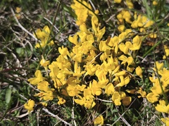 Cytisus decumbens, photograph (c) arthur_haendler, some rights reserved (CC BY)