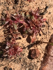 Chorizanthe polygonoides longispina