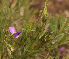 Polygala gracilenta