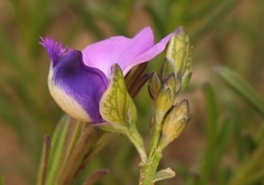 Polygala gracilenta