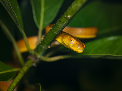 Spotted Tree Snake photo 4