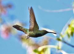Anthracothorax aurulentus