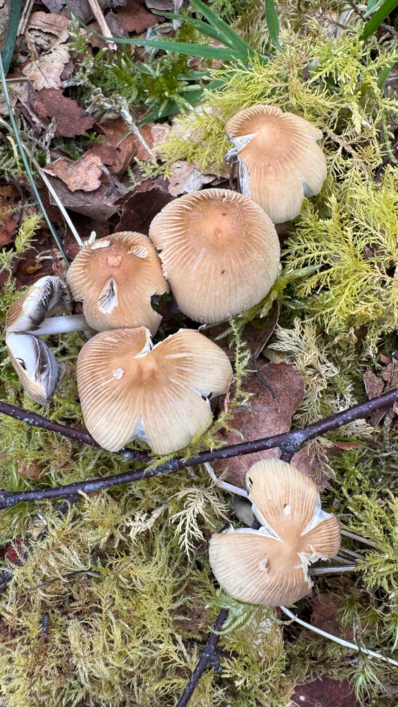 Coprinellus micaceus · May 2026 · photo: © rosy_t (iNaturalist, cc-by)